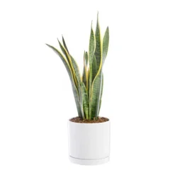 Best BOTANIC® Sansevieria Laurentii vert en pot blanc émaillé . Le pot Ø 24 cm