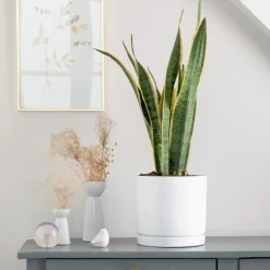 Best BOTANIC® Sansevieria Laurentii vert en pot blanc émaillé . Le pot Ø 24 cm