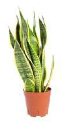 Best Sansevieria Trifasciata Laurentii pot Ø14xH55 cm