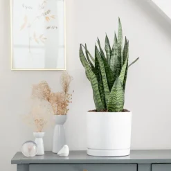 Best BOTANIC® Sansevieria Zeylanica vert en pot blanc émaillé . Le pot Ø 24 cm