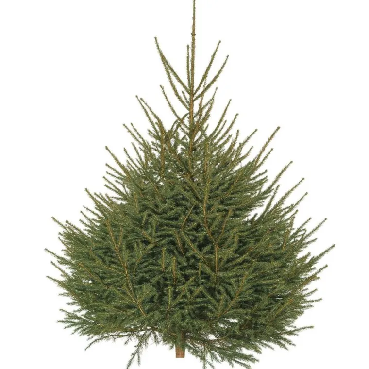 Hot Sapin de Noël naturel coupé Épicéa - de 200 à 250 cm