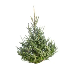 Discount Sapin de Noël naturel coupé Fraseri