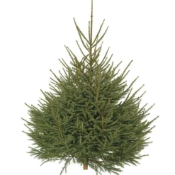 New Sapin de Noël naturel coupé Épicéa - de 175 à 200 cm