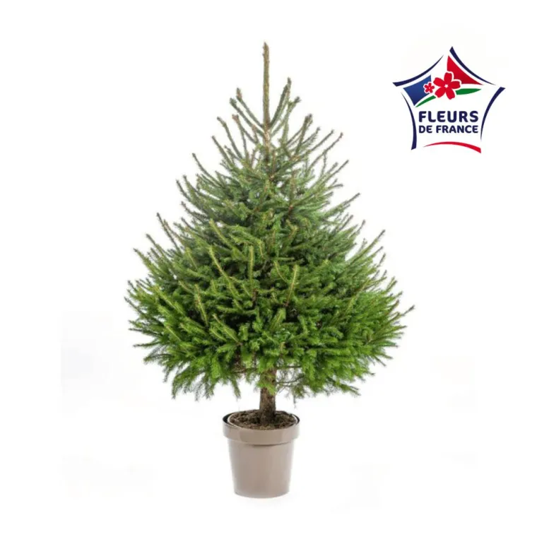 BOTANIC® Sapin de Noël naturel en pot Picea Excelsa