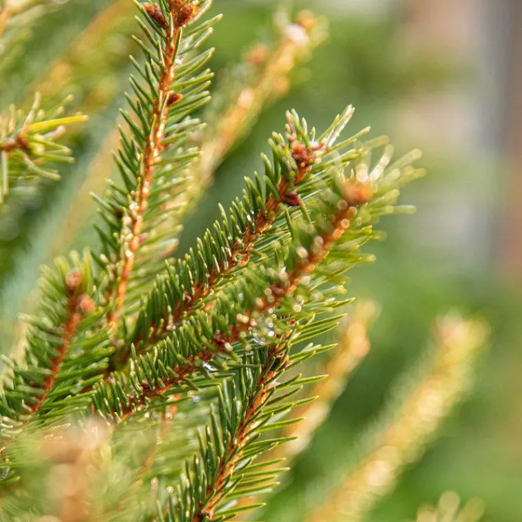 BOTANIC® Sapin de Noël naturel en pot Picea Excelsa