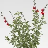 Outlet BOTANIC® Sauge Arbustive 'Royal Bumble' - Le pot de 2 litres