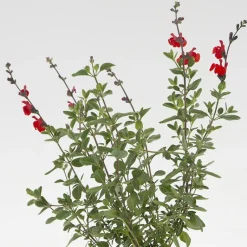 Outlet BOTANIC® Sauge Arbustive 'Royal Bumble' - Le pot de 2 litres