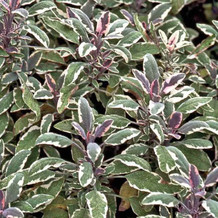 BOTANIC® Sauge Officinale Pourpre Bio. Le pot de 2,5 litres