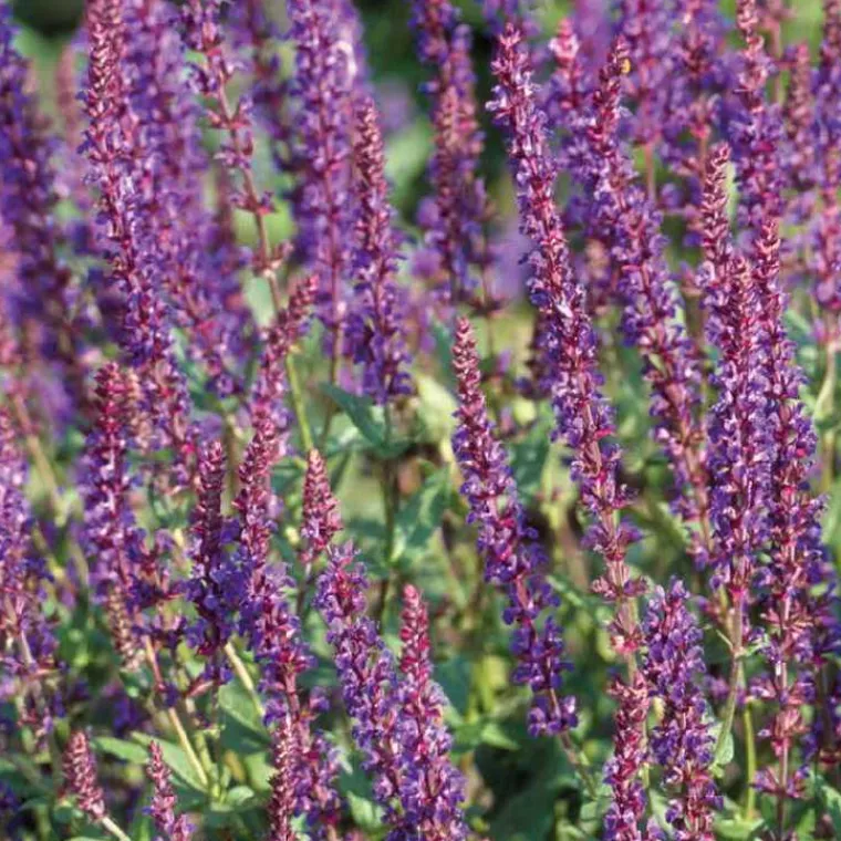 New BOTANIC® Sauge Superba bleue - Le pot de 9 x 9 cm