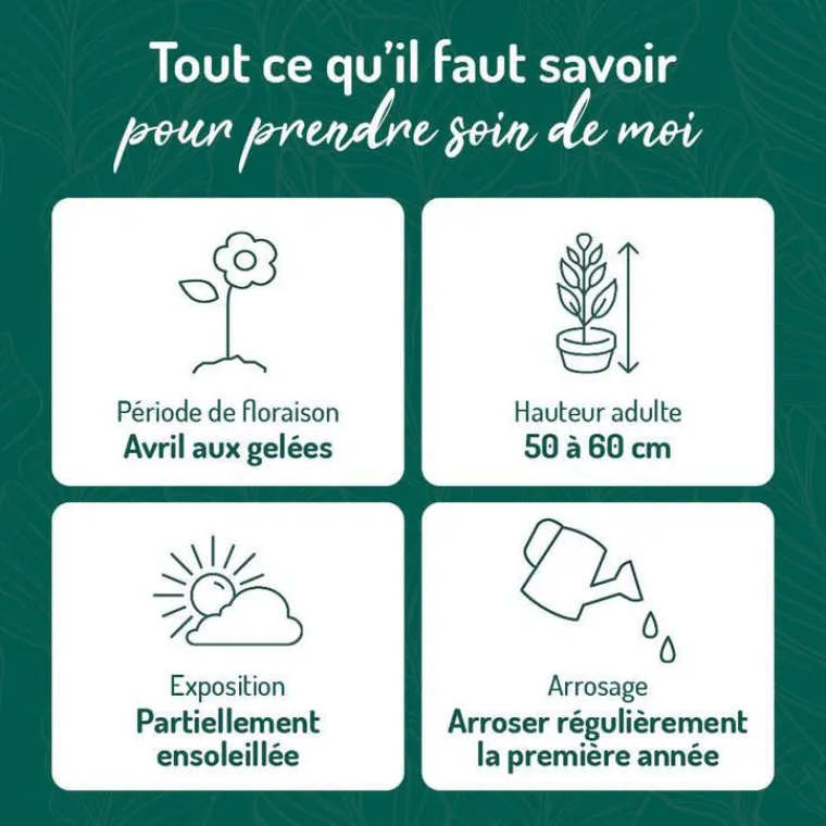 New BOTANIC® Sauge Superba bleue - Le pot de 9 x 9 cm