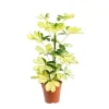 Clearance Schefflera Melanie pot Ø13xH45 cm