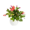 Outlet Schlumbergera ou Cactus de Noël avec cache-pot en céramique. Le cache-pot Ø 12 cm