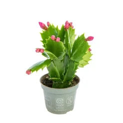 Online Schlumbergera plante baby en pot Ø 5,5/6 cm