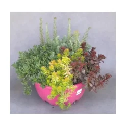 Discount Sédum dit Orpin - La coupe de 25 cm