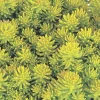 Outlet Sedum Harkonense Lemon Ball - Le pot de 4 litres