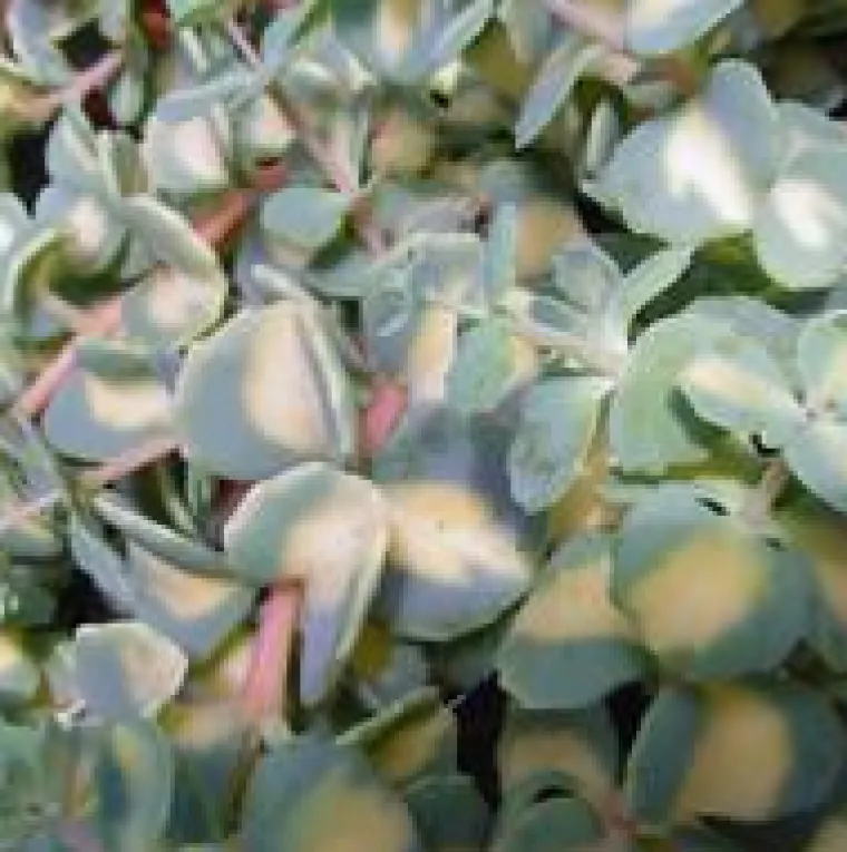 Sedum Mexicanum - Le pot de 1 litre