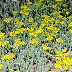 Sale Sedum Réfléchi 'Blue Spruce' - Le pot de 1 litre