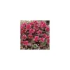 Online Sedum Spurium - La barquette de 6 plants