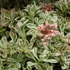 Hot Sedum Spurium 'Variegatum' - Le pot de 1 litre
