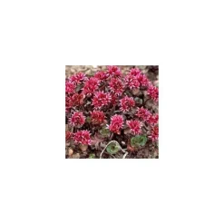 Outlet Sedum Toiture Vegetalisee - La barquette de 6 plants