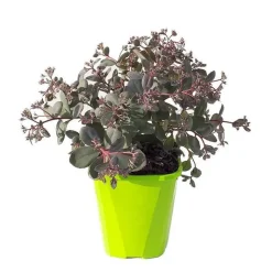 Sedum X Plum Dazzled - Le pot de 2 litres