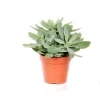 Sale Senecio cephalophorus en pot Ø 12 cm