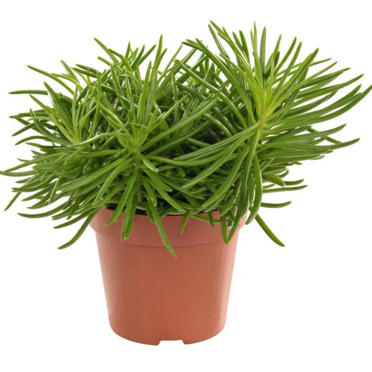 Discount Senecio himalaya