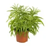 Sale Senecio Himalaya – Pot de Ø6 cm