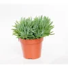 Hot Senecio kilimanjaro 20 cm. Le pot de 12 cm