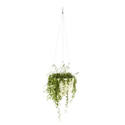 Senecio Rowleyanus suspension Ø14xH30 cm