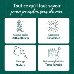 New BOTANIC® Seringat (Jasmin des poètes) blanc. Le pot de 3 litres