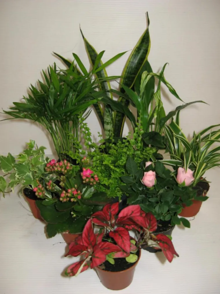 Sale Solanum Pseudocapsicum plante baby en pot Ø 5,5/6 cm