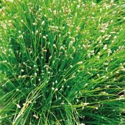 Best BOTANIC® Souchet penché godet 9x9 cm