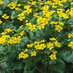 New BOTANIC® Souci d’eau godet 9x9 cm