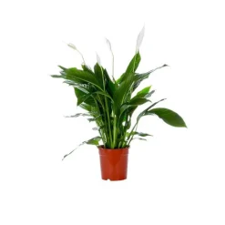 Clearance Spathiphyllum Bingo pot Ø17 cm/ H65 cm