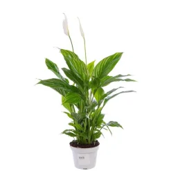 Clearance Spathiphyllum Sweet Chico pot Ø13 cm/ H50 cm
