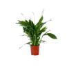 Online Spathiphyllum Sweet Lauretta pot Ø21 cm/ H95 cm