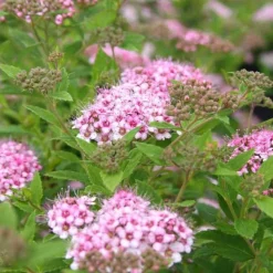Sale Spirée Japonaise Little Princess. Le pot de 7 litres