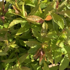 Clearance Spirée Japonica Shirobana rose. Le pot de 5 litres