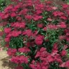 New Spirea Japonica Anthony Waterer - Pot de 3L
