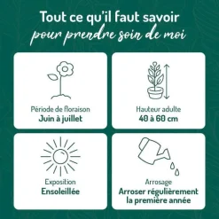 Sale BOTANIC® Stachys - Le pot de 9 x 9 cm