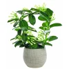 New Stephanotis Arceau et cache-pot