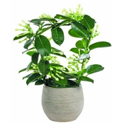 New Stephanotis Arceau et cache-pot