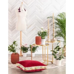 Stephanotis Floribunda Elegans ou Jasmin de Madagascar H 45 x Ø 12 cm