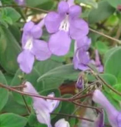 Outlet Streptocarpus Ø 12 x H 25 cm