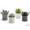 Online Succulentes en pot Ø 6 cm