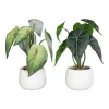 Hot Syngonium en pot coloris vert - 22 cm