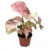 Clearance Syngonium Red Heart pot Ø14 cm