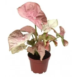 Clearance Syngonium Red Heart pot Ø14 cm