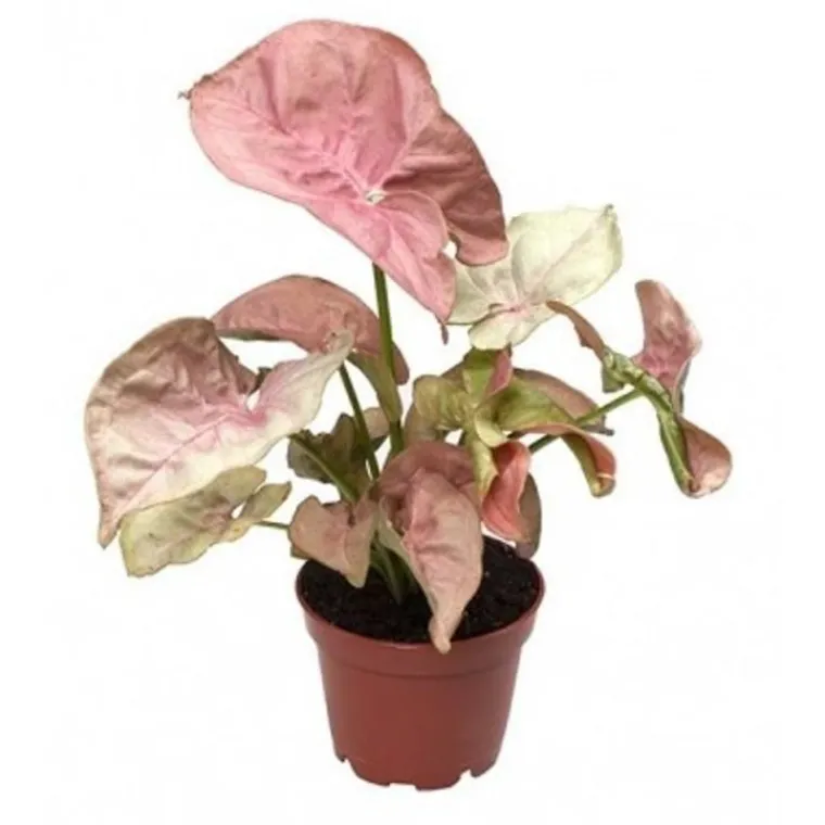 Clearance Syngonium Red Heart pot Ø14 cm